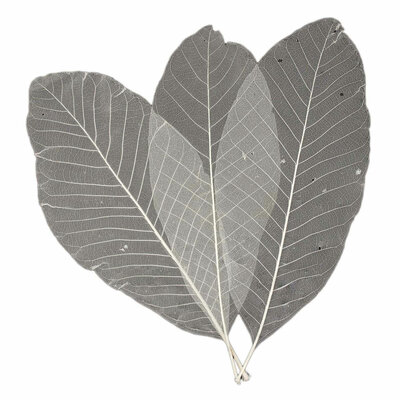 Lange Bladskeletten, 24st.